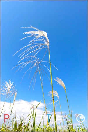 freeiphone_07
