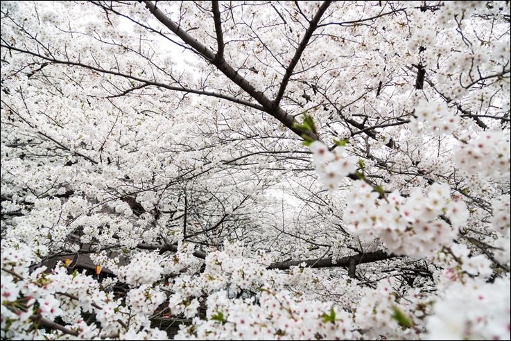 JS745_mankainosakura