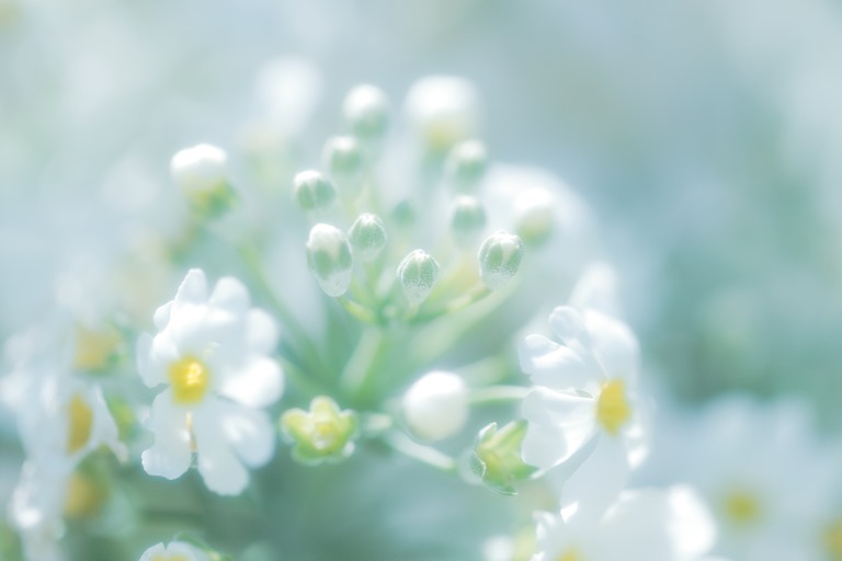 あわくはかない花の気持ち