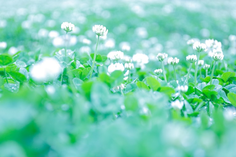 ふんわりした雰囲気の花