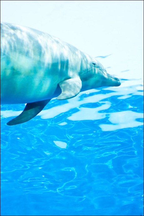 PP_iruka500-thumb-500x750-145