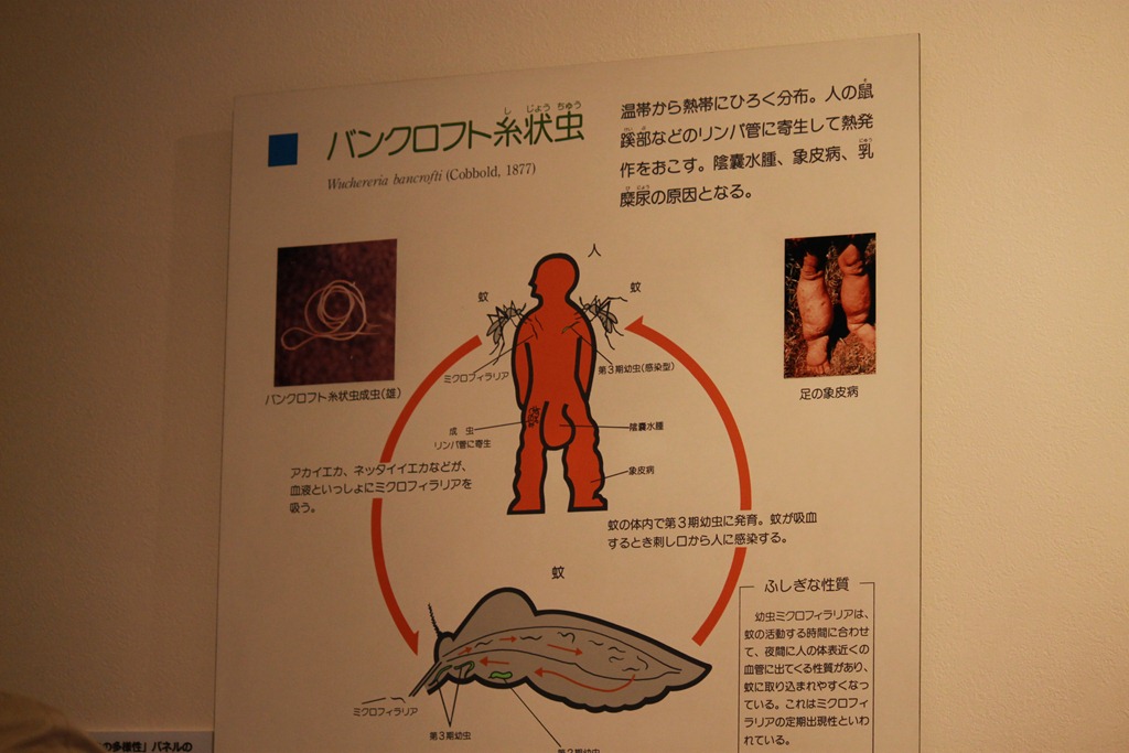 閲覧注意 消毒と加熱の大切さを実感 世界で唯一 寄生虫を専門に扱う博物館へ行ってきました すしぱくの楽しければいいのです