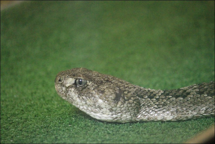 10ss RAF SIMONS ラフシモンズ スネークパンツ ヘビ 蛇 総柄 8G スネーク 蛇 ヘビ セグメント 軟骨 マグネット ステンレス