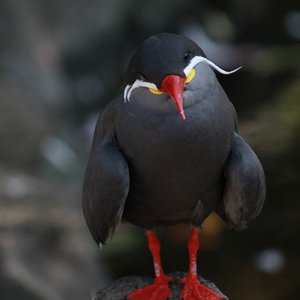 バイクで撮影旅行！虹の郷・シャボテン公園・大室山へ写真素材を撮りに観光地に行ってきました。その2