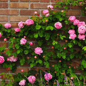 1100株の薔薇を堪能できる花菜ガーデンのローズフェスティバルへ行ってきました！