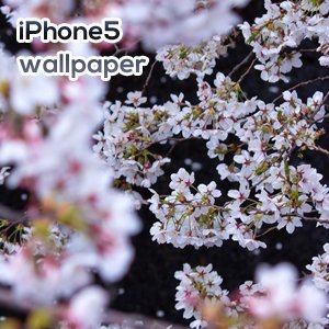 高品質写真ぱくたそのiPhone5用無料壁紙35枚