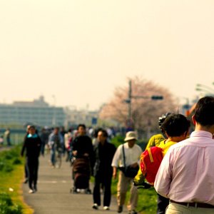 桜満開！入園無料の夢見ヶ崎動物公園で一眼レフ持って花見してきました