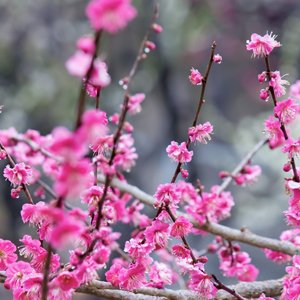 満開の梅を見に大倉山（東横線）梅林公園へ行ってきました。