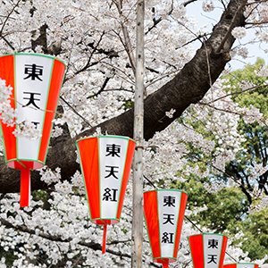 目黒川桜まつりと上野恩賜公園にお花見してきました。開花や混雑状況など