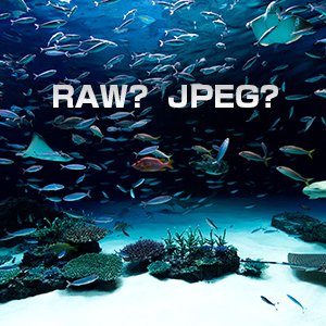 一眼レフ初心者に伝えたい！RAWデータとJPEG画像の間違った使い分けをしていませんか？その理由