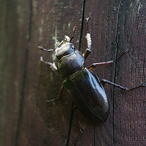 昆虫交尾図鑑の再炎上を見て、人を巻き込むコンテンツ管理者はハンドリング能力が重要だと再認識