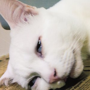 イキ顔が愛らしい美猫「セツちゃん」の特大3Dポスターがヤバイ